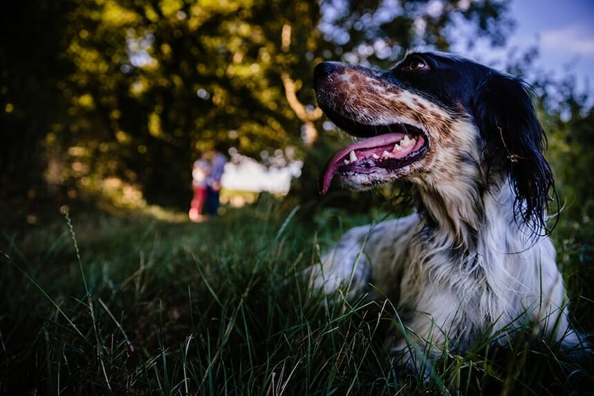 love session dans les vignes